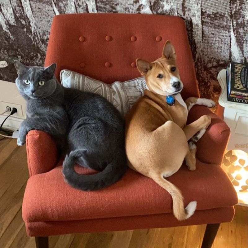 Basenjis: Cat-Like Canines
