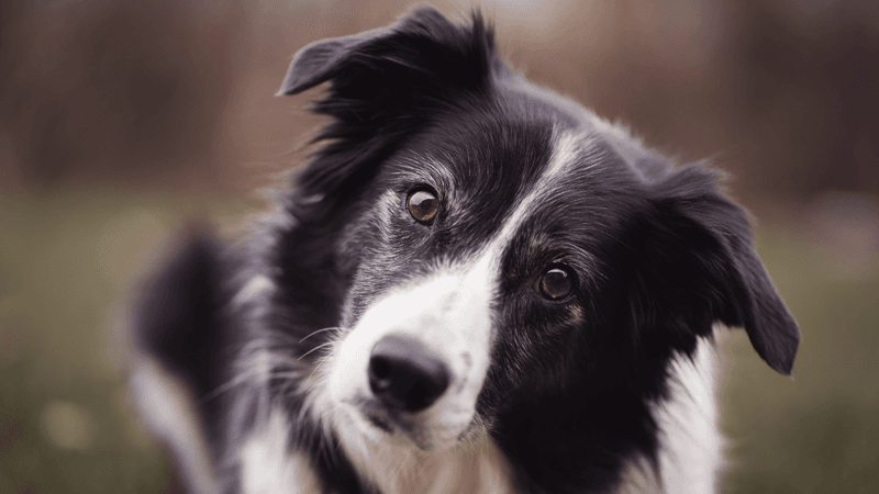 Border Collies: Sharp Minds That Stay Young
