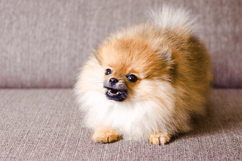 Pomeranians: Fluffy Dictators With Royal Attitudes