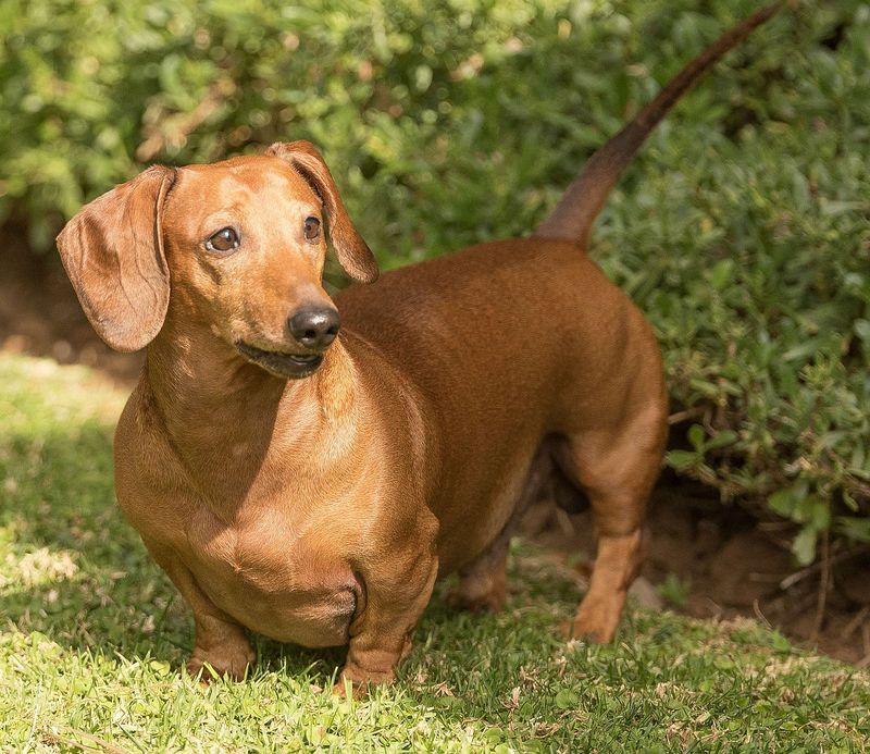 Dachshunds