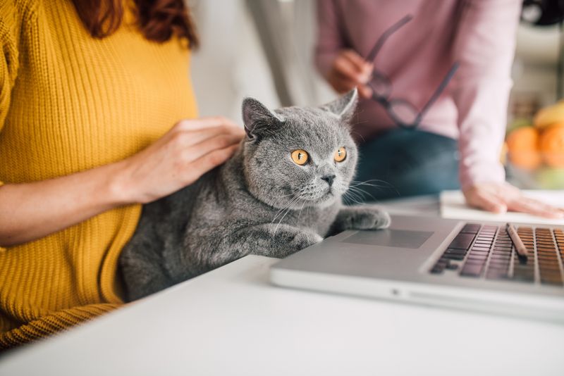 Work-From-Home Colleagues