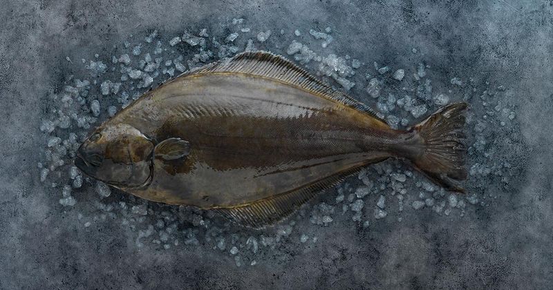 Atlantic Halibut – The Vanishing Giant Flatfish