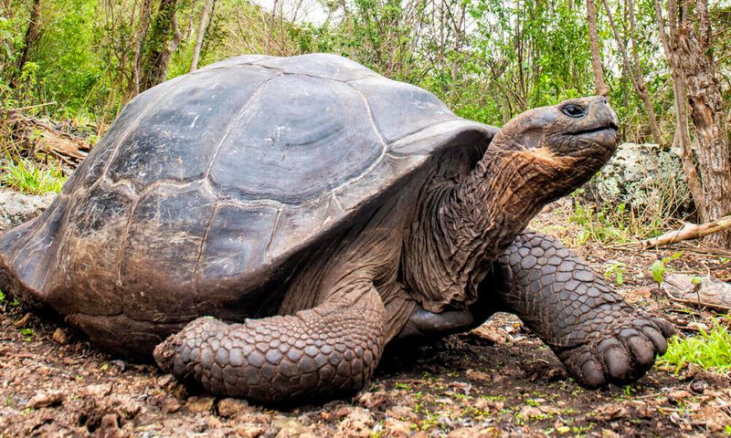 Giant Tortoise