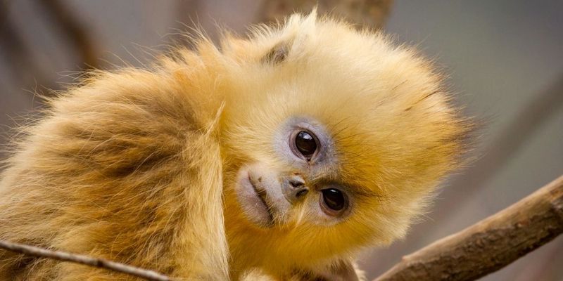 Golden Monkeys