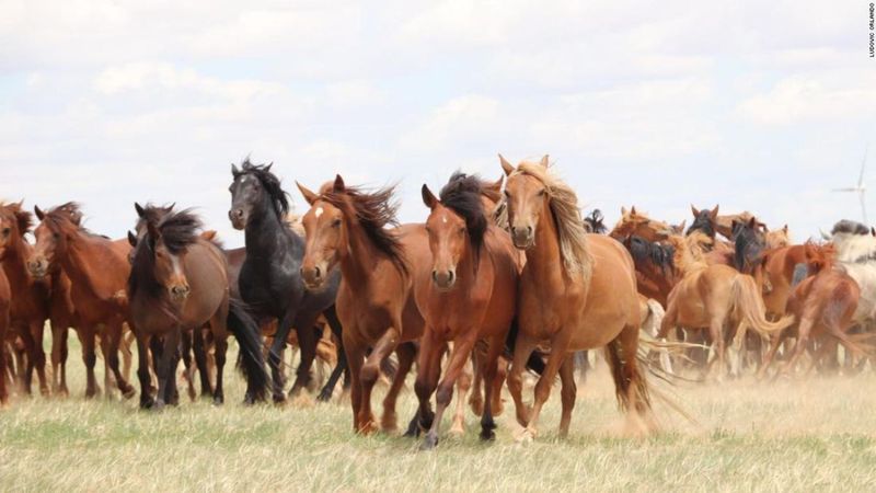Horses Attend Equine Funerals
