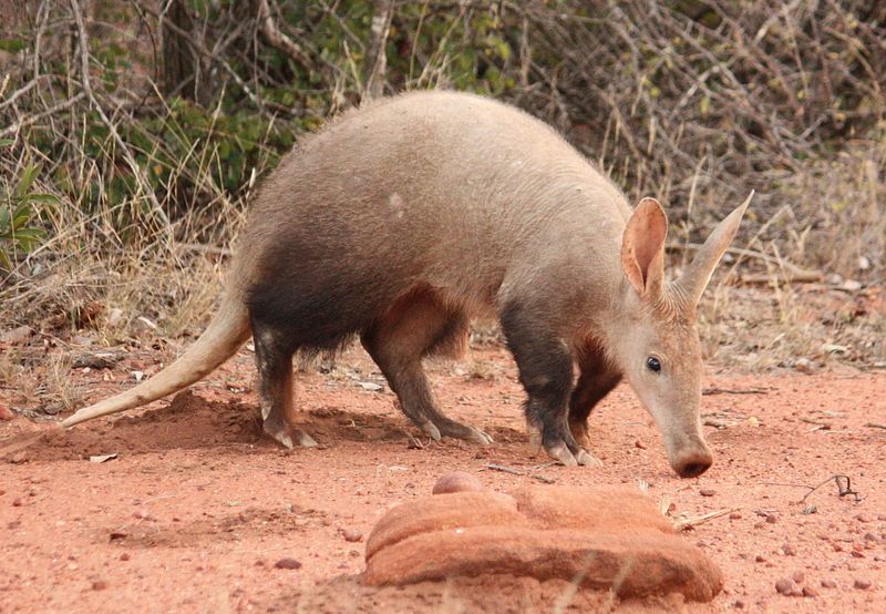 Aardvarks: Digging Into Survival