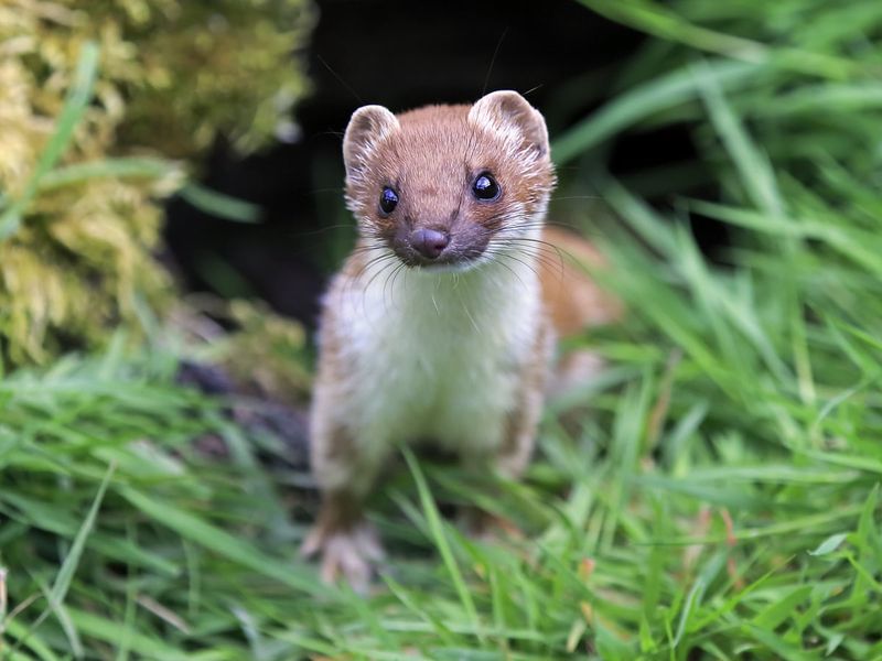 Stoats Dance With Death
