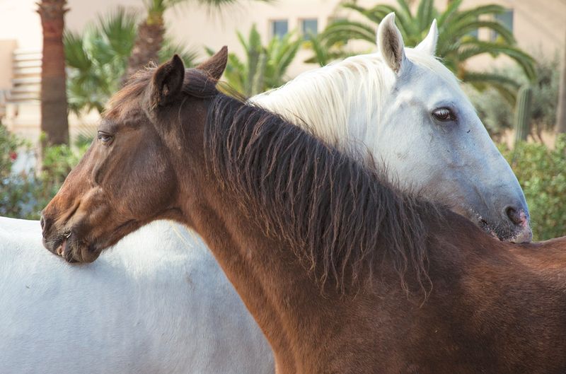 Horses