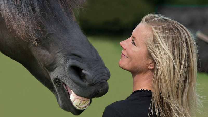 Horses Read Human Facial Expressions