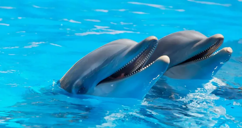 Dolphins Exchange Joy Through Clicks