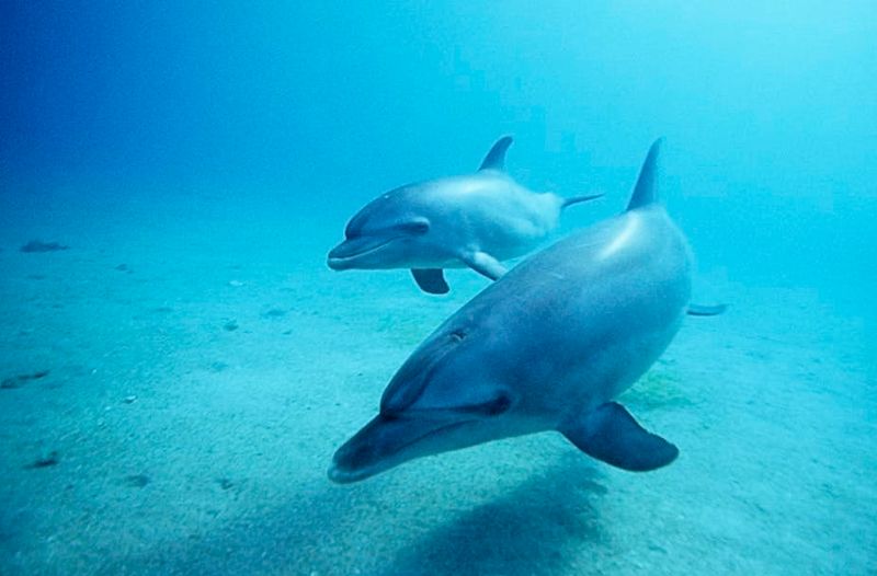 Dolphins Name Each Other