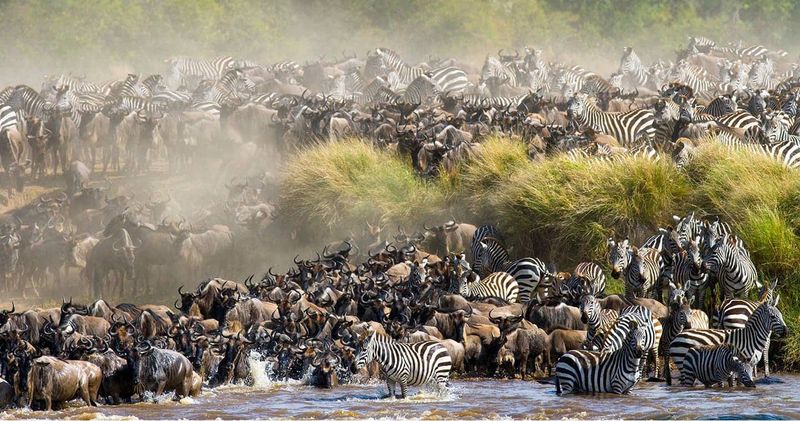 Kenya's Savanna Safari Classic
