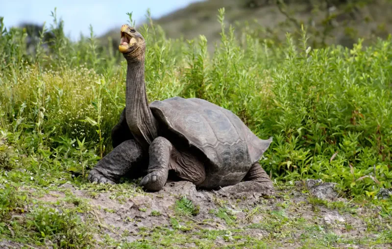 Galapagos Islands' Marine Wonderland