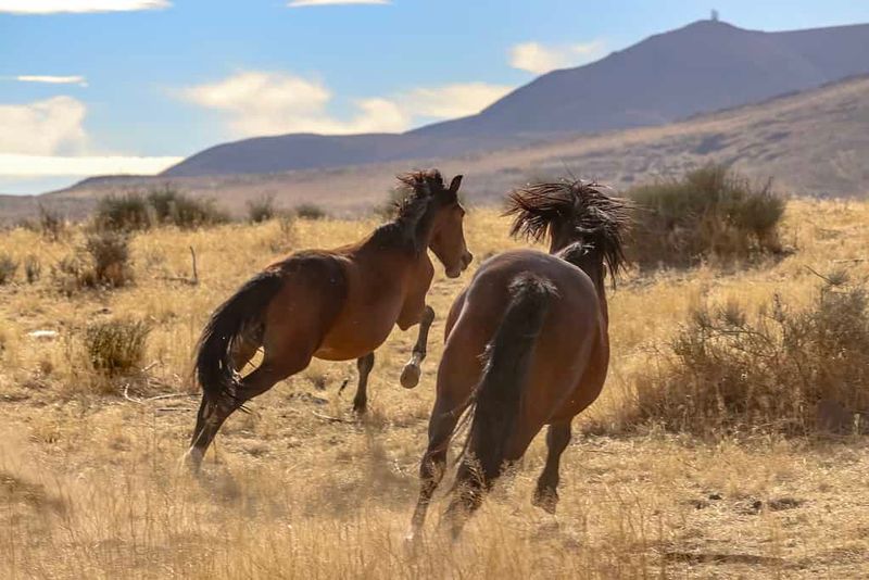 Great Basin's Desert Warriors