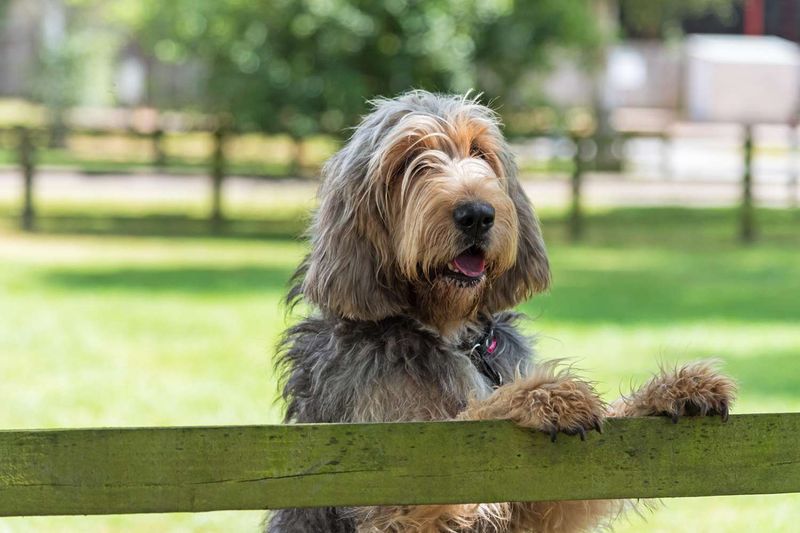 Otterhound – The Endangered Water Lover