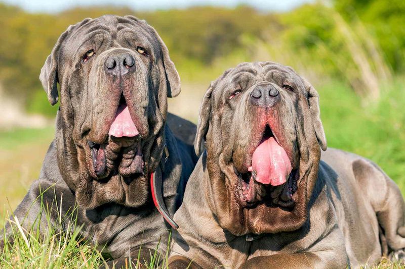 Neapolitan Mastiffs