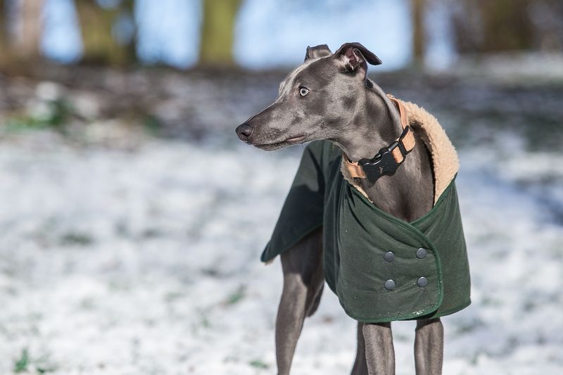 Whippets: Sleek Racers Who Need Sweaters