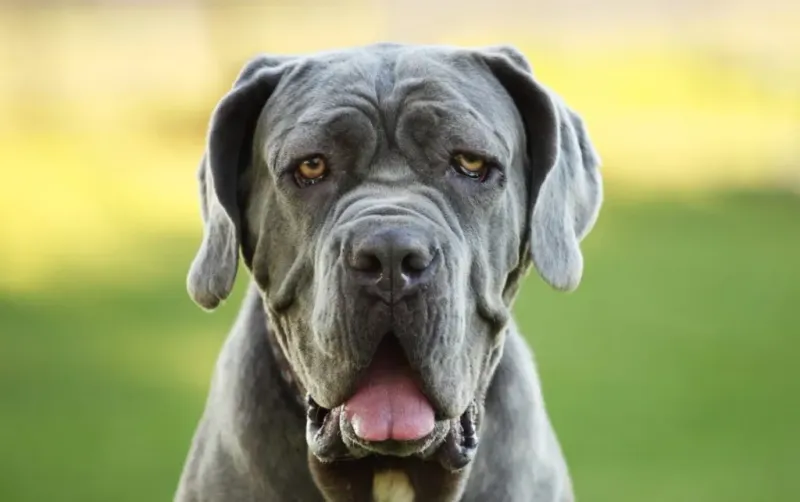 Neapolitan Mastiff: The Walking Wrinkle Collection