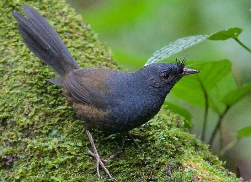Stresemann's Bristlefront: Brazil's Ground-Dwelling Mystery