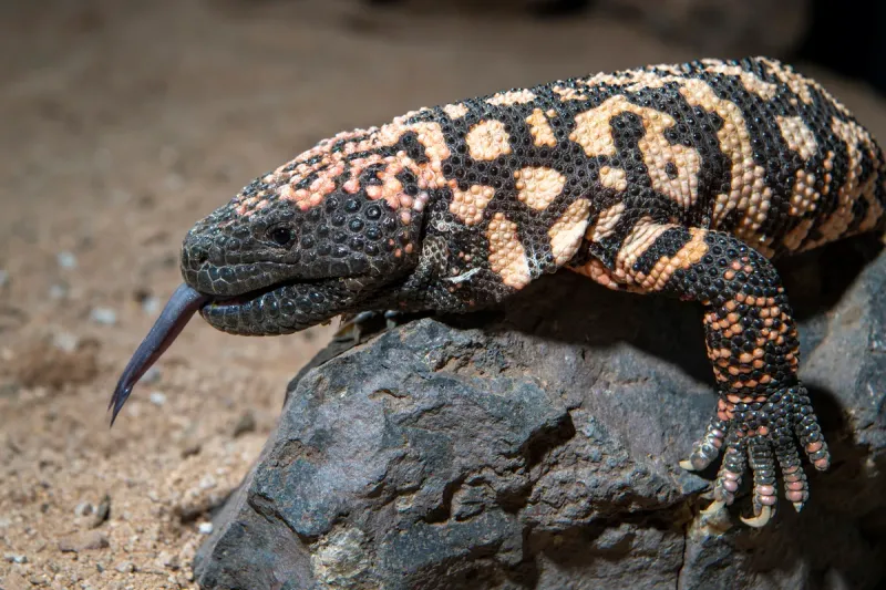 Gila Monster: Venomous Desert Artist