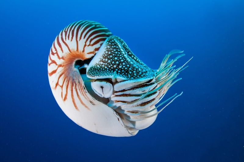 Nautilus