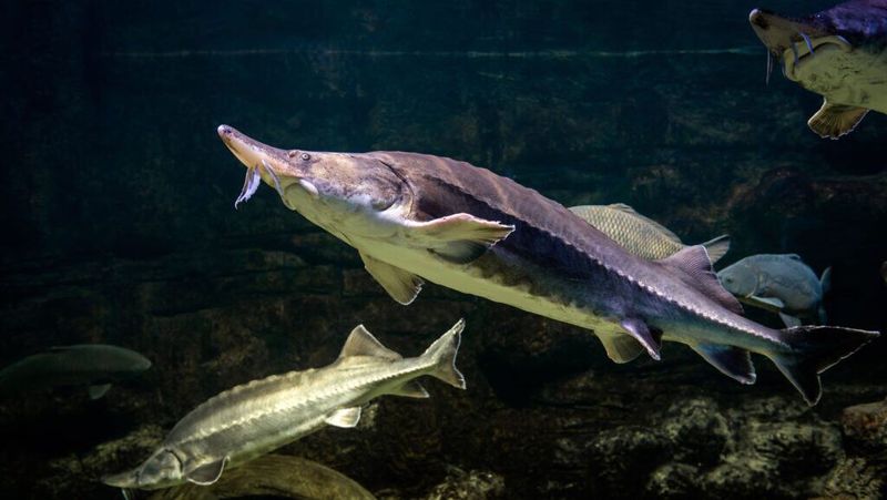 Lake Sturgeon: North America's Ancient Survivor