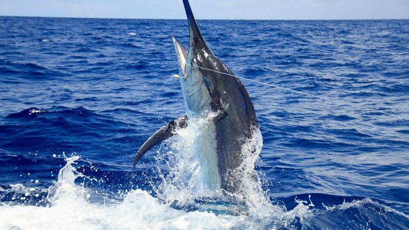 Blue Marlin