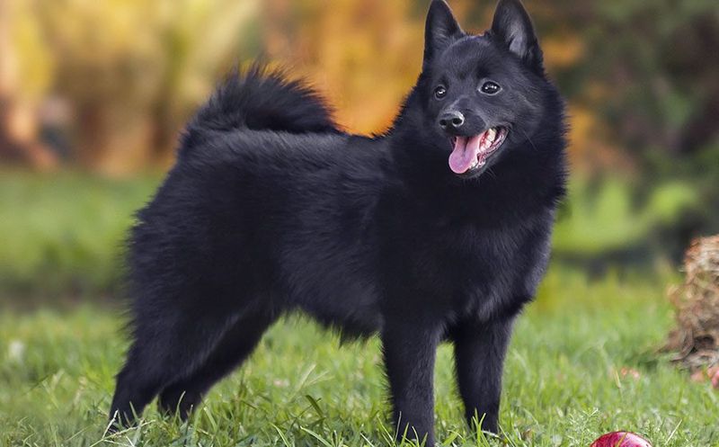 Schipperke