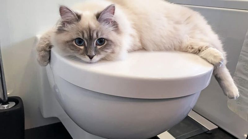 Following You To The Bathroom