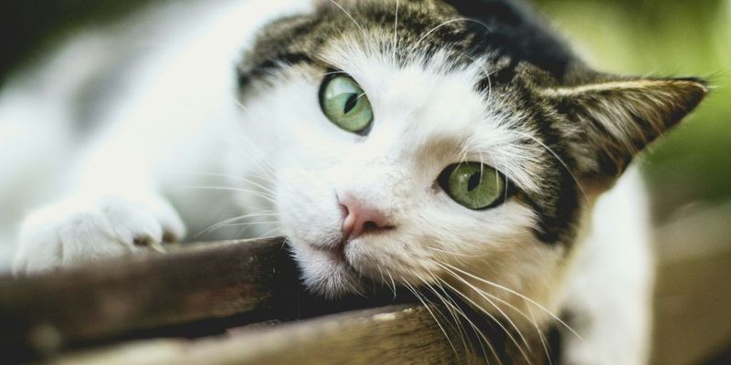 Watching You Quietly