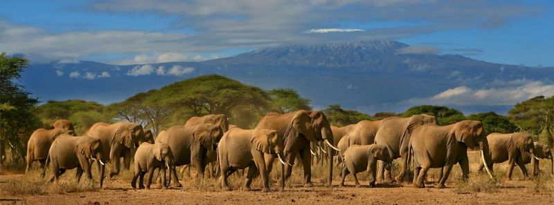 Amboseli National Park, Kenya