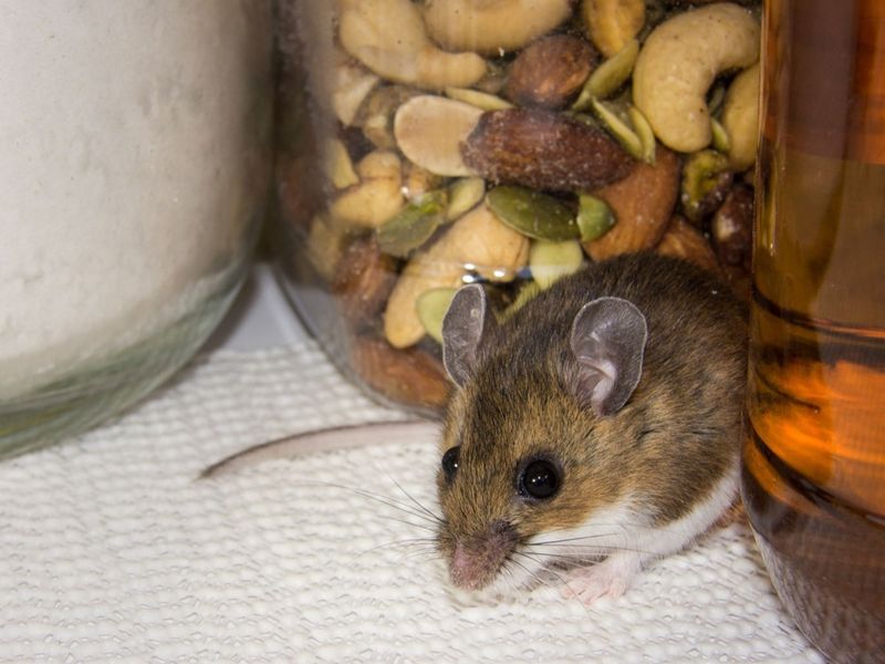 Nuts Drive Them Nutty