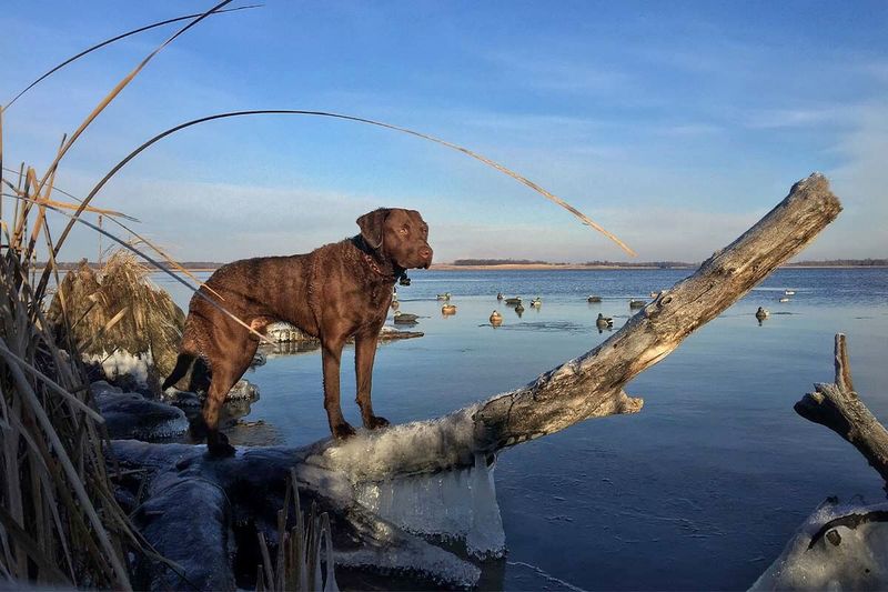 Chesapeake Bay Retriever