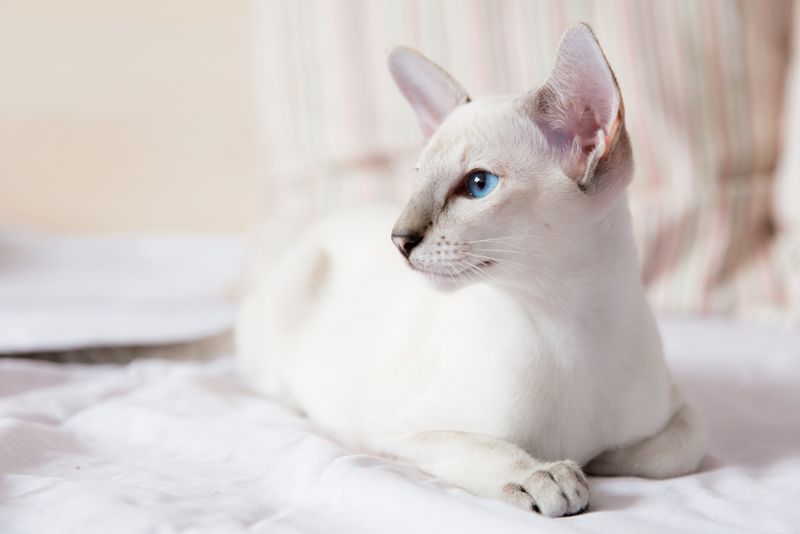 Lilac Point Siamese: The Delicate Dreamer
