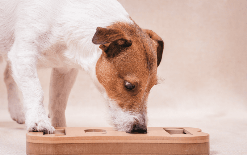 Scent Work Confidence Builder
