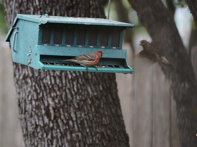 Keep Feeders In Shaded Areas