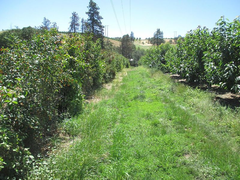 Create Windbreaks For Pollinators