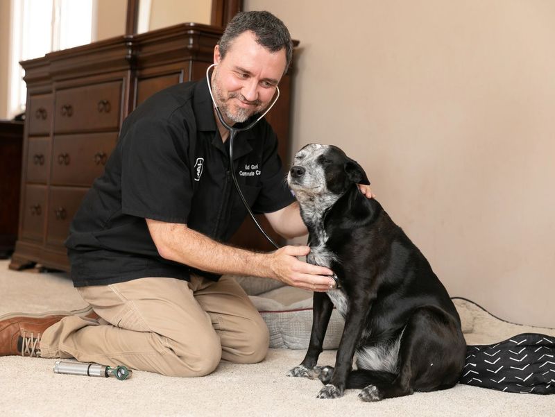 Making The Vet Visit For Comfort And Care