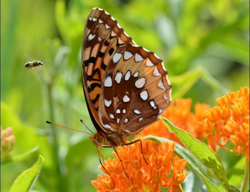 Understanding Butterfly-Friendly Habitats