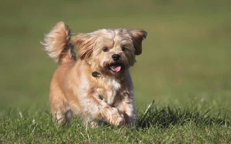 Shorkie: The Spirited Snuggler
