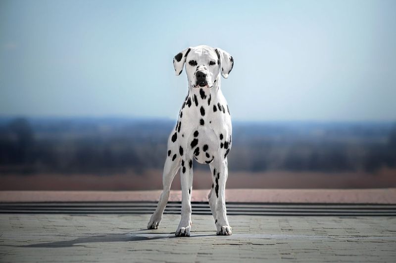 Dalmatian – Not Just A Disney Star
