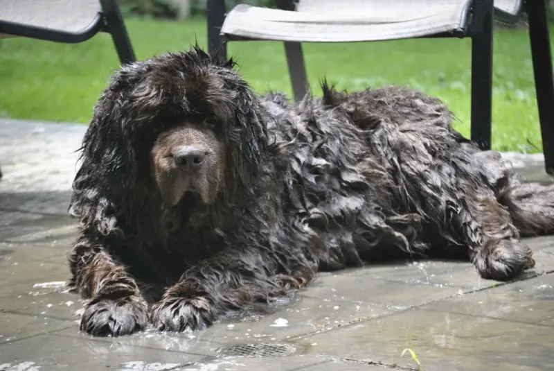 Newfoundland