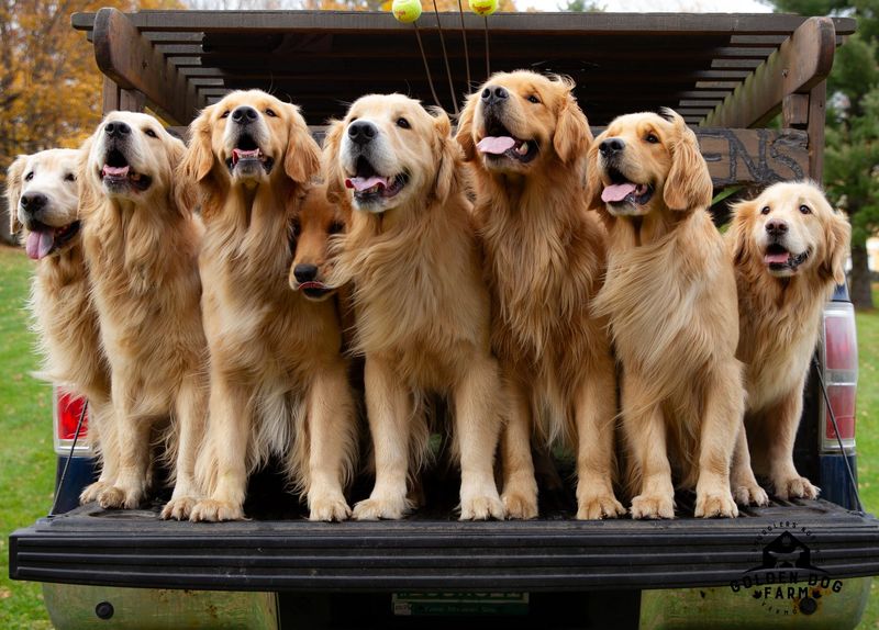 Golden Retriever