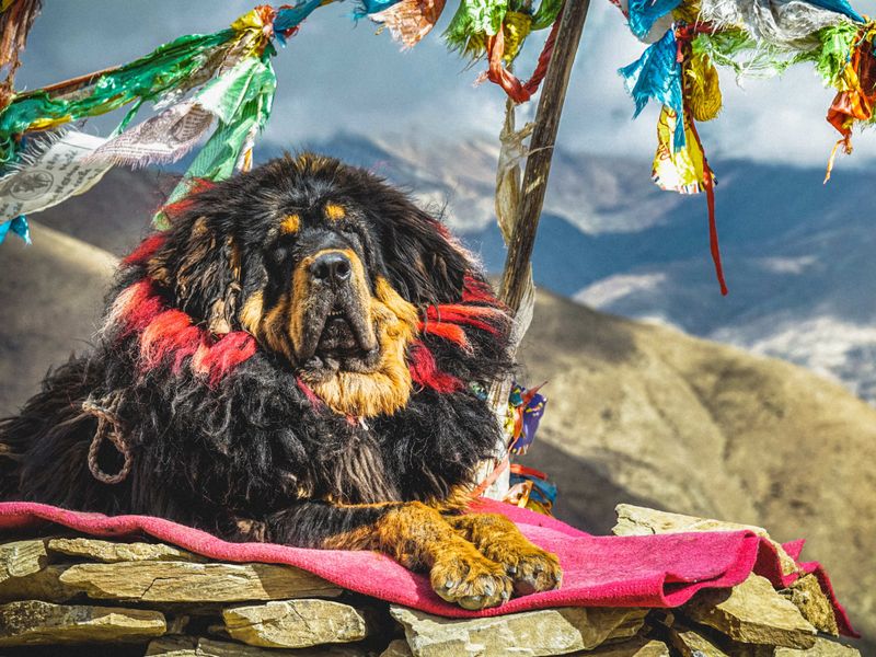 Tibetan Mastiff