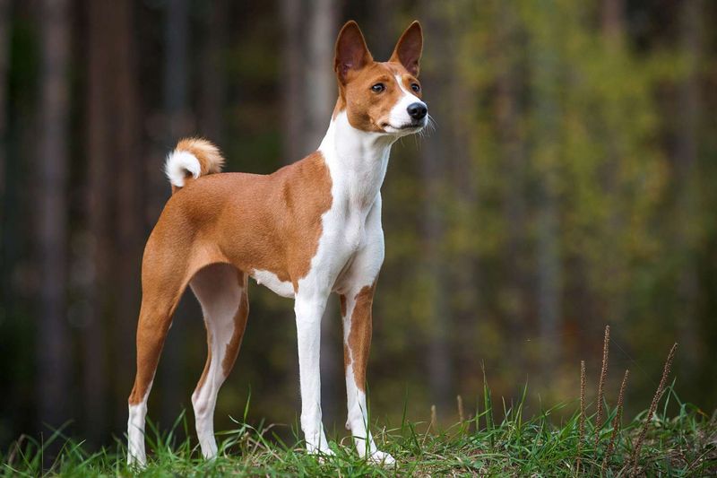 Basenji Emotional Minimalists