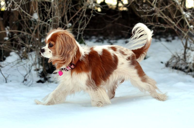 Cavalier King Charles Spaniel: Heartbreak Waiting To Happen