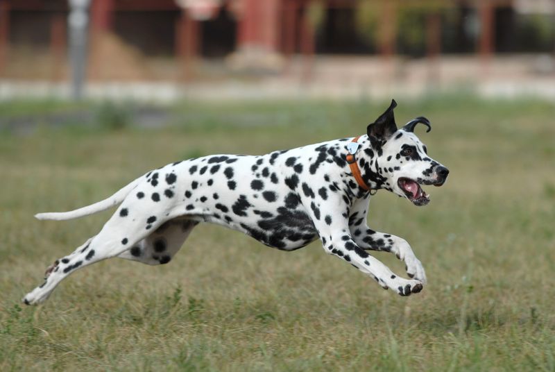 Dalmatian: The High-Stamina Spotted Athlete