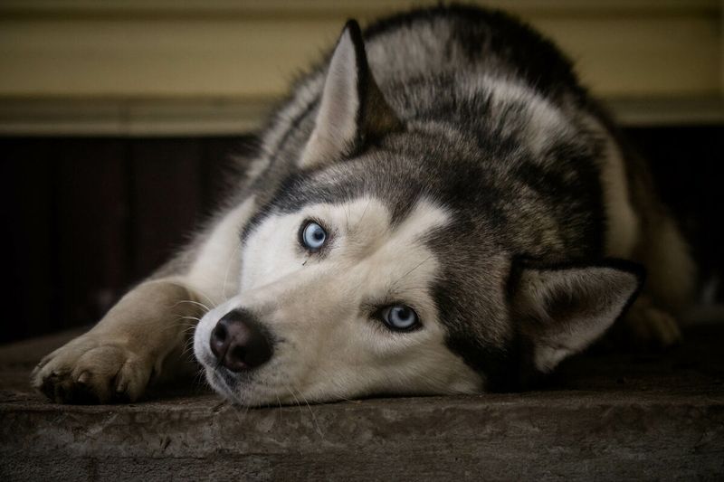Siberian Huskies