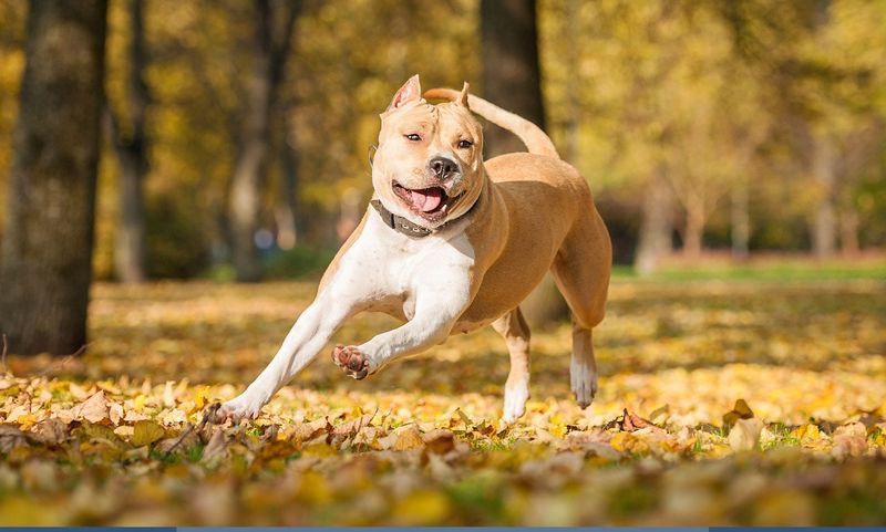 American Staffordshire Terriers