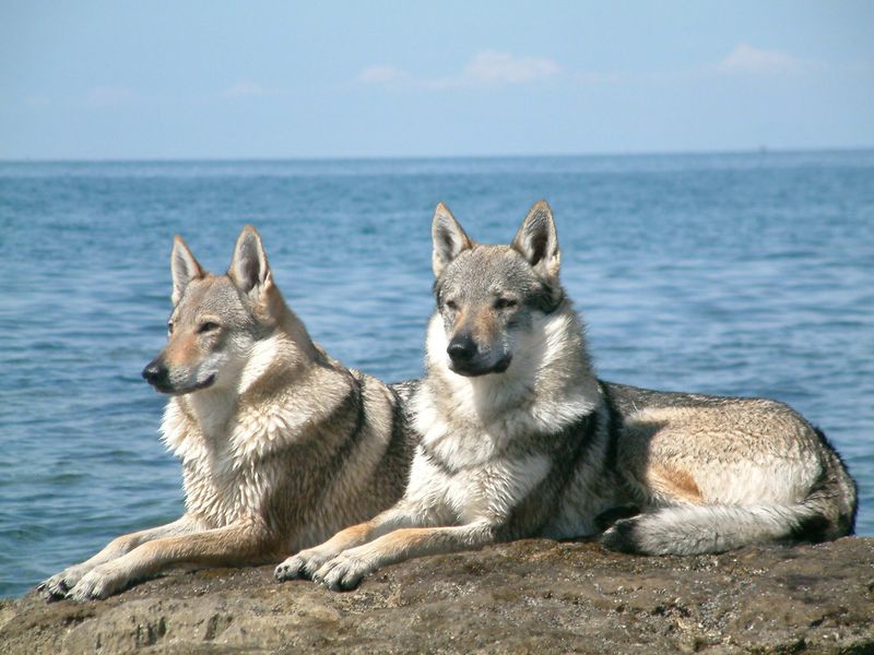 Wolf Hybrids